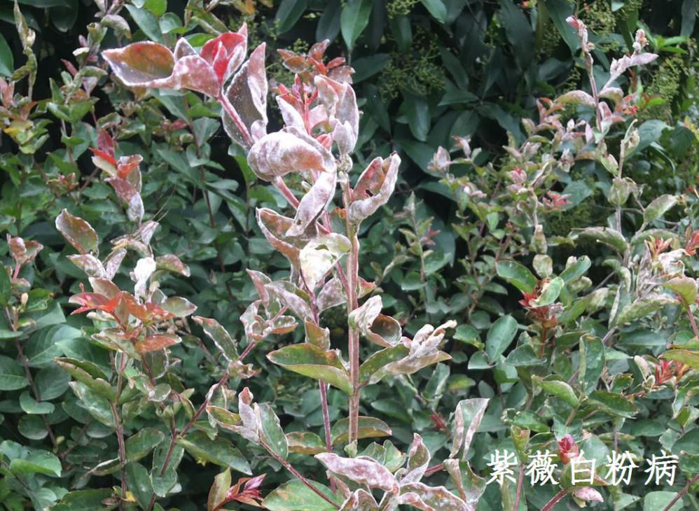 4紫薇白粉病